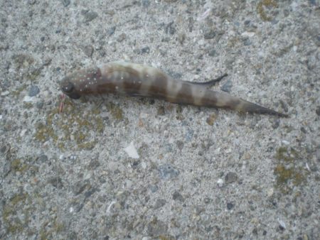 久しぶりの釣り