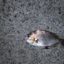 家族で五目釣り