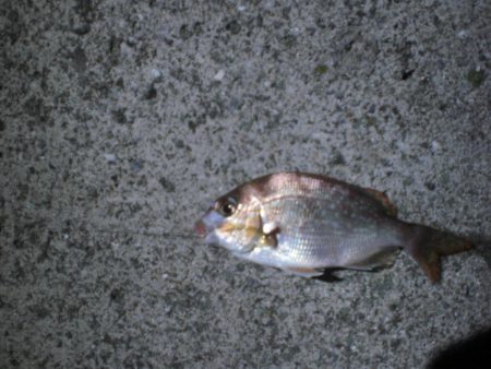 家族で五目釣り