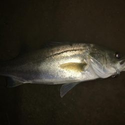 秋の夜長に河鱸