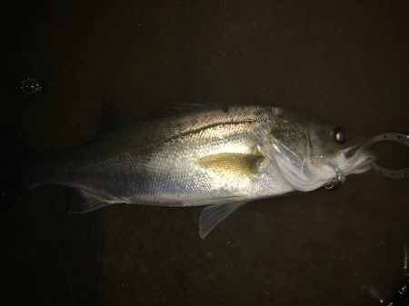 秋の夜長に河鱸