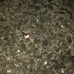 アジ爆釣　タチウオはダメ