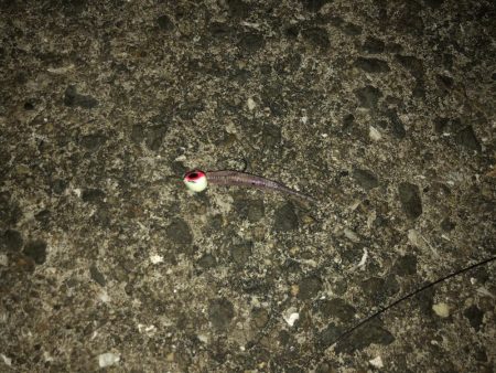 アジ爆釣　タチウオはダメ