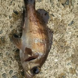 エビ撒き釣りで六目達成♪