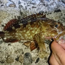 久しぶりに根魚を！