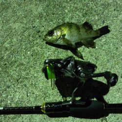 アジング、ショアジギ調査