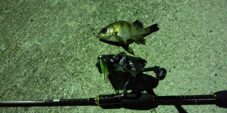 アジング、ショアジギ調査