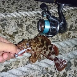 ガッシーとお戯れ