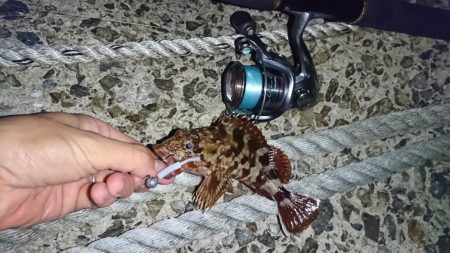 ガッシーとお戯れ