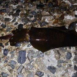 数は釣れたけど…