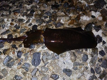 数は釣れたけど…