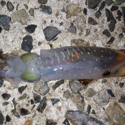 雨が降るまでに