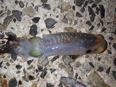 雨が降るまでに