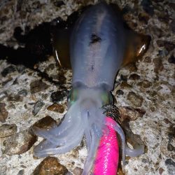 まだまだいけるか