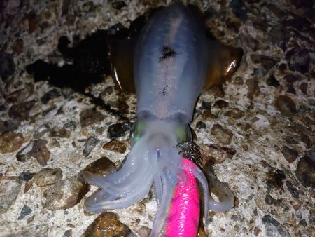 まだまだいけるか