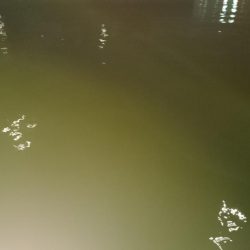 今日もダメだ、シーバスはどこ？