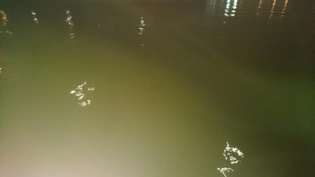 今日もダメだ、シーバスはどこ？