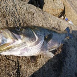 やっとサイズUP