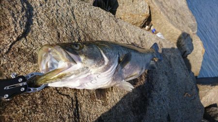 やっとサイズUP