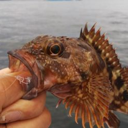 アコウ1   ガシラ41   アジ1   サバ3