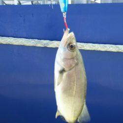 【苅田南港】シーバス ~ デスロック