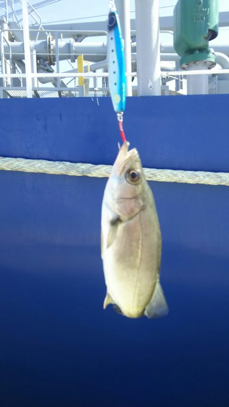 【苅田南港】シーバス ~ デスロック