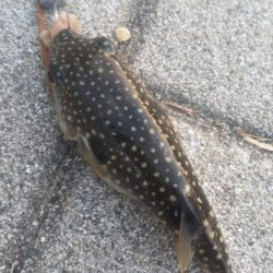 ガシラ35  フグ1