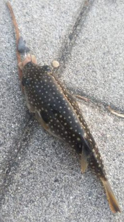 ガシラ35  フグ1