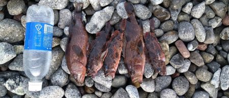 ロックフィッシュ