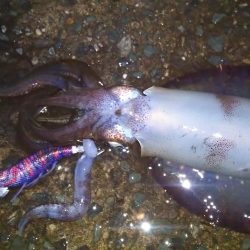 アオリイカ二杯