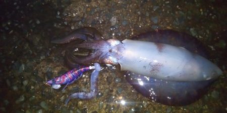 アオリイカ二杯