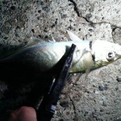 アジが良く釣れました。