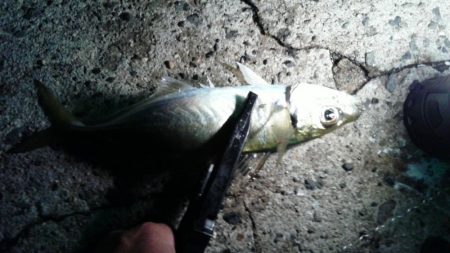 アジが良く釣れました。