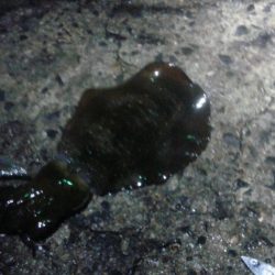 はじめての浮き釣り