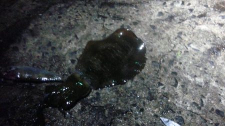 はじめての浮き釣り