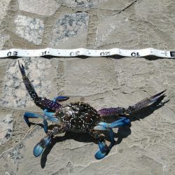 長潮でも釣れるみたい……