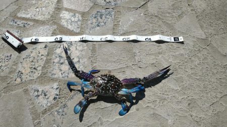 長潮でも釣れるみたい……