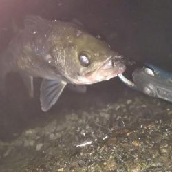 ぶらシーバス!!