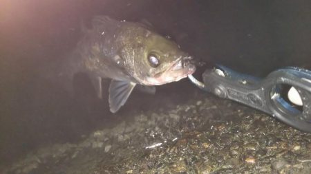 ぶらシーバス!!