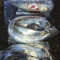 タチウオ、朝マズメ好調です!