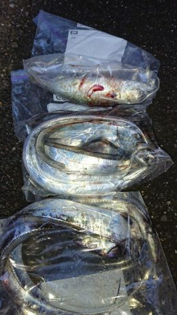 タチウオ、朝マズメ好調です!