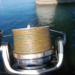 久しぶりに東二見のキス調査