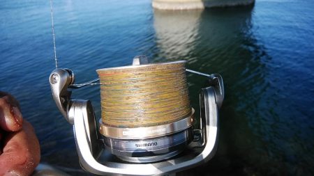 久しぶりに東二見のキス調査