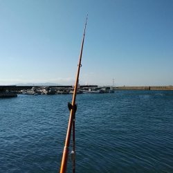 江井ヶ島のキス調査