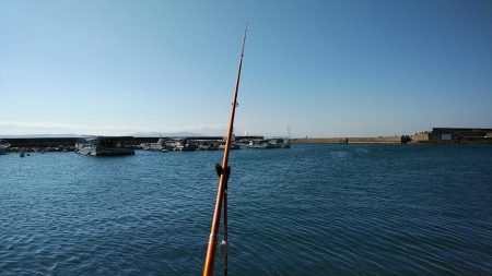 江井ヶ島のキス調査