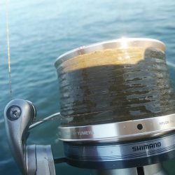 播磨新島のキス釣査