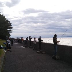 鱗付けはチビガシラ