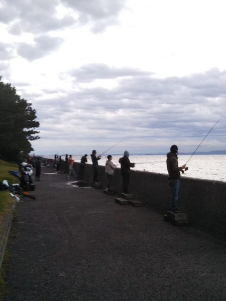 鱗付けはチビガシラ