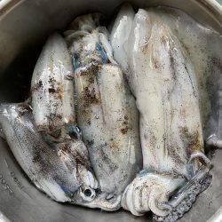 大荒れエギング