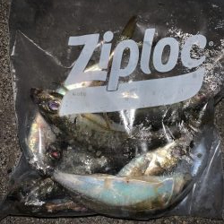 太刀魚調査からのぉ〜